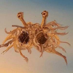 Gemälde des Fliegenden Spaghettimonsters mit zwei Fleischbällchen und Augenstielen